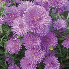 Астра новобельгийская "Henry I Purple"