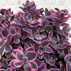 Седум Plum Dazzled