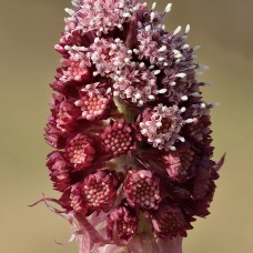 PETASITES HYBRIDUS