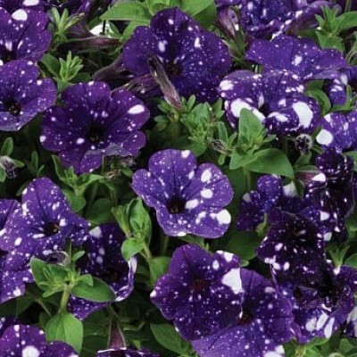 Петуния ампельная "Special Blue Splash"