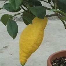 Цитрон пиретто (Citron piretto) Цитрон пиретто (Citron piretto)