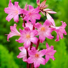 Амариллис Belladonna