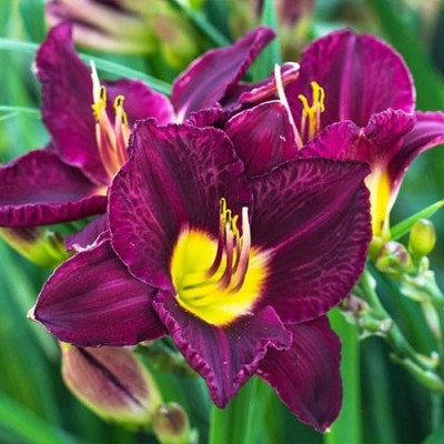 Лилейник HEMEROCALLIS BELA LUGOSI