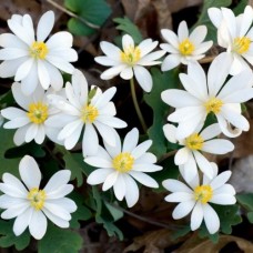 SANGUINARIA CANADENSIS
