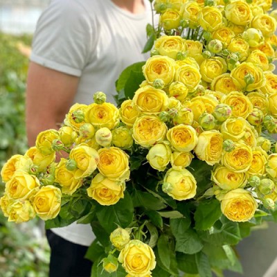 Роза английская Каталина