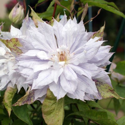  Клематис махровый Jackmanii Alba