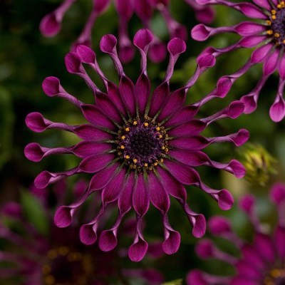 Остеоспермум "Spider Purple"