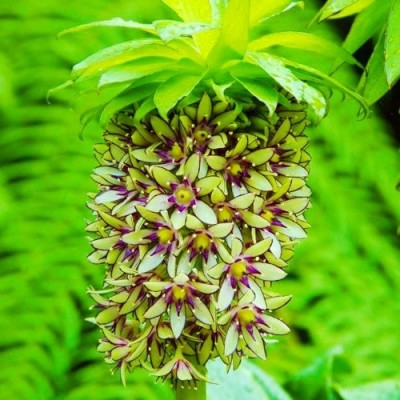 Эукомис Bicolor 