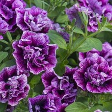 Сурфиния "Double Cascade Lavender"