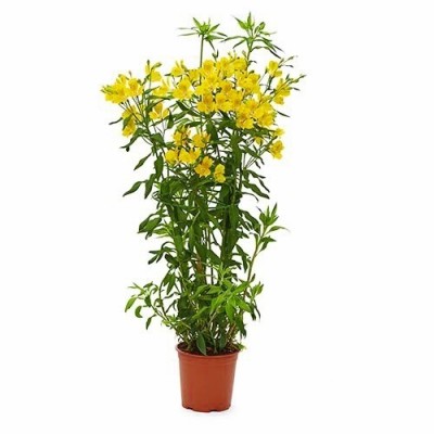 Альстромерия Garden Jewel Yellow