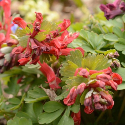 CORYDALIS SOLIDA GP BAKER