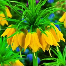 Фритилярия (рябчики) Imperialis Lutea