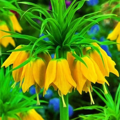 Фритилярия (рябчики) Imperialis Lutea