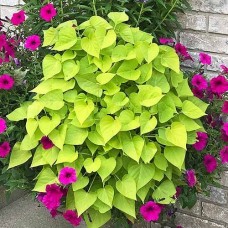 Ипомея ампельная Батат "Marguerite"