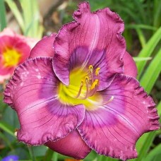 Лилейник HEMEROCALLIS LAVENDER BLUE BABY