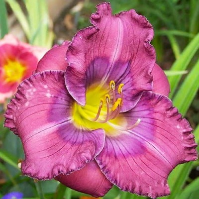 Лилейник HEMEROCALLIS LAVENDER BLUE BABY