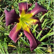 Лилейник HEMEROCALLIS BRER RABBIT’S BABY