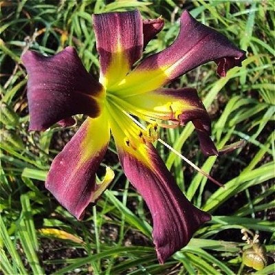 Лилейник HEMEROCALLIS BRER RABBIT’S BABY