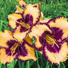 Лилейник HEMEROCALLIS OPEN MY EYES