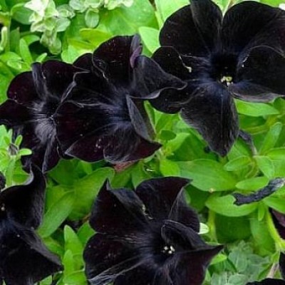 Сурфиния "Black Velvet"