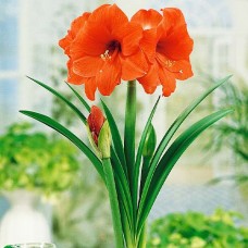 Амариллис Orange Souvereign