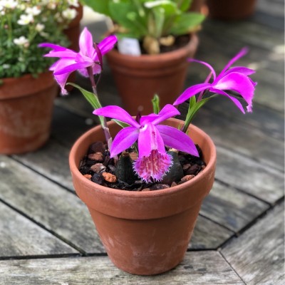 ORCHIDS PLEIONE TONGARIRO