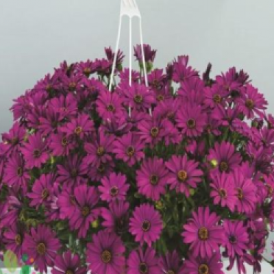 Остеоспермум махровый "Purple Star"