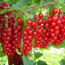 Смородина красная Юбилейная Копаня