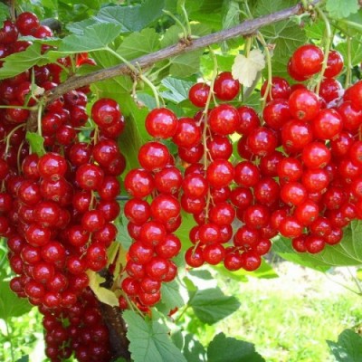 Смородина красная Юбилейная Копаня