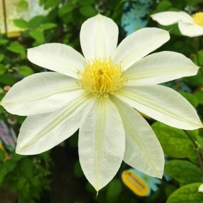 Клематис крупноцветковый Wada's Primrose