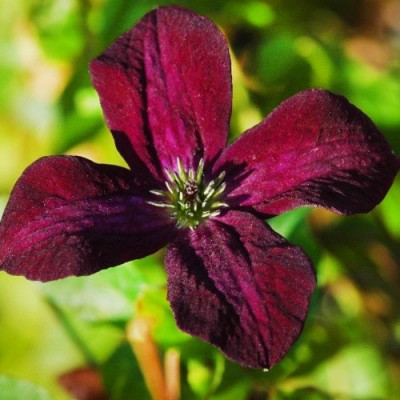 Клематис 'Black Prince' 