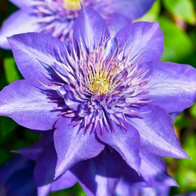 Клематис 'Multi Blue'
