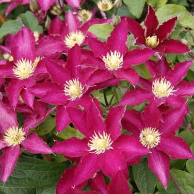 Клематис SO MANY®TM RED FLOWERS 'Zo06178' PBR & PPaf