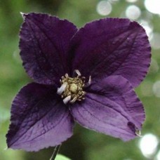 Клематис 'Trikatrei'