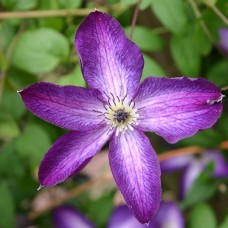 Клематис 'Venosa Violacea'