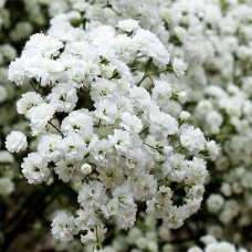 Гіпсофілла Snowflake