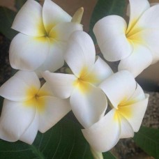 Плюмерия samoan fluff