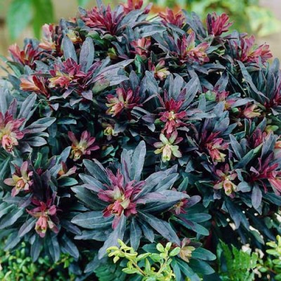 Еуфорбія Amygdaloides Purpurea