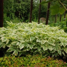 Снить звичайна Variegata