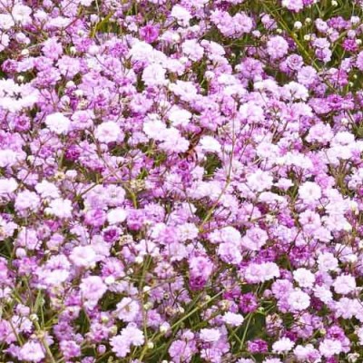 Гіпсофіла Pink Festival