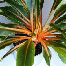 Хлорофитум green orange
