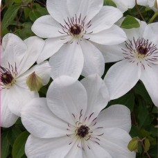 Клематис WHITE PEARL 'Zo08080' PBR & PPaf