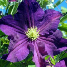 Клематис 'Viola'