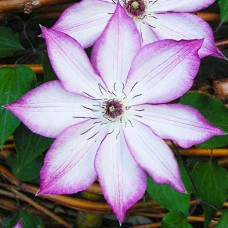 Клематис 'Omoshiro' 