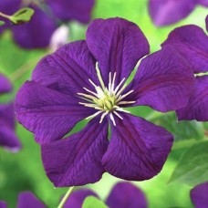 Клематис 'Etoile Violette'