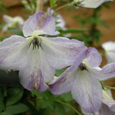Клематис 'Caerulea Luxurians' 