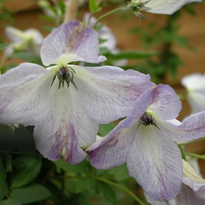 Клематис 'Caerulea Luxurians' 
