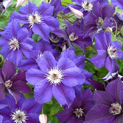 Клематис 'Guiding Star'