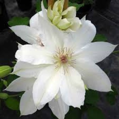 Клематис 'Hagelby White' 