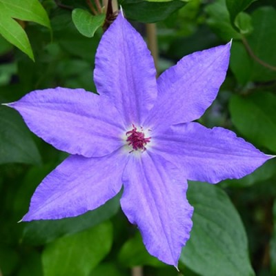 Клематис 'Alice Fisk' 